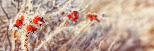 Rose Hips with Hoar Frost